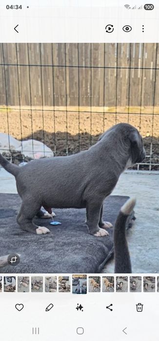 Puiuți de pitbul caută stăpâni