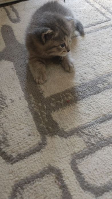 Кошка котенок сиамский договоримся