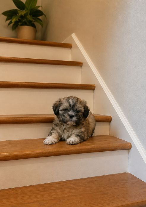 Shih tzu  preț foarte mic ajut cu transport în țară