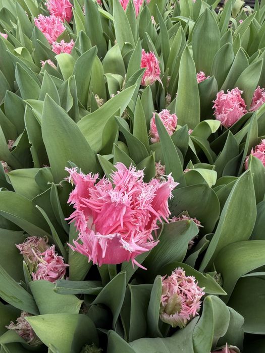 Тюльпаны оптом , премиум класса!