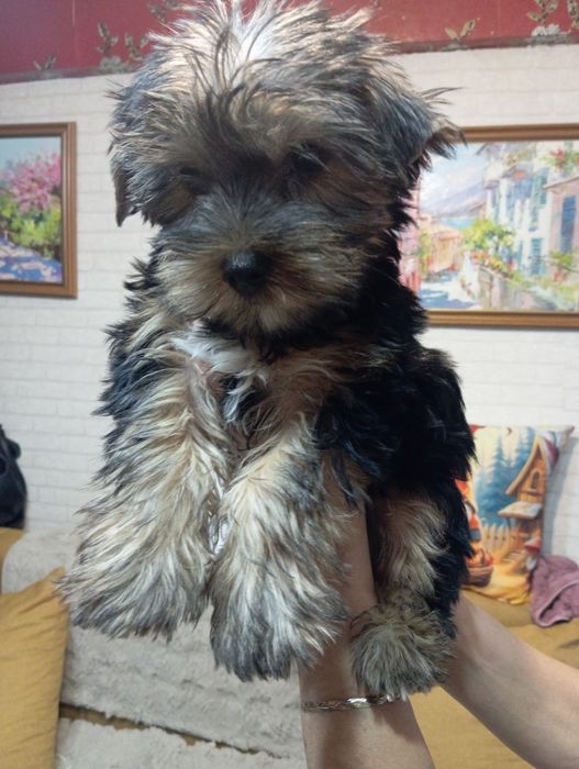 Щенки Йоркширский терьер