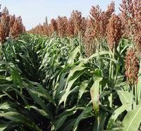 Прожаю семена суданской травы