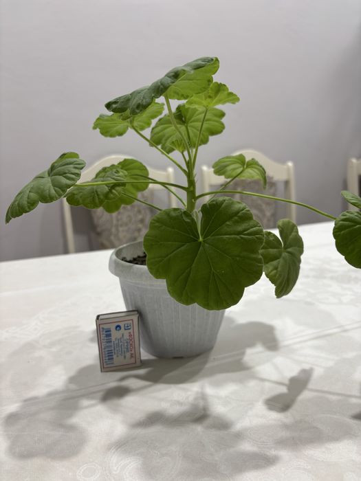 Продам Комнатные цветы