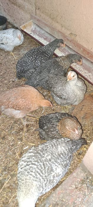 Vând 20 de pui colorați 3 luni