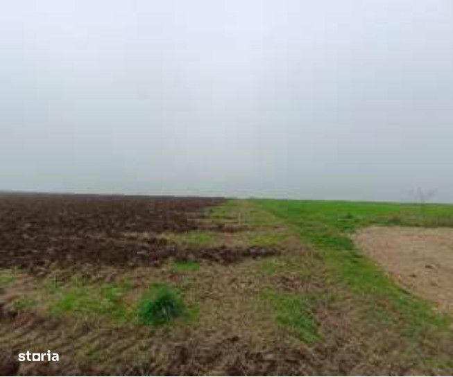 Teren extravilna Limanu, ID: R2969006