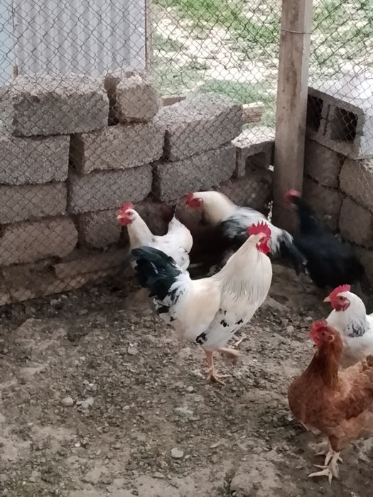 Қораз Адлер 1жасар сатылады