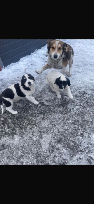 отдам в хорошие руки щенков