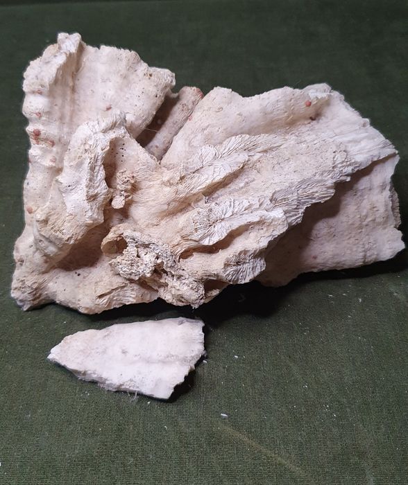 Морской коралл с Карибского моря