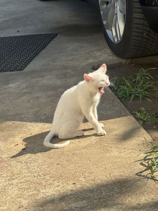 Adopție pui pisică