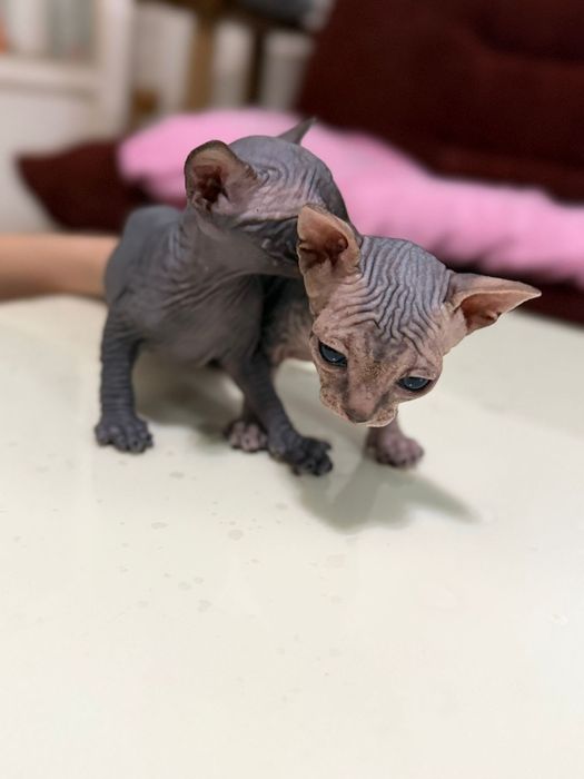 Котята сфинксы канадские