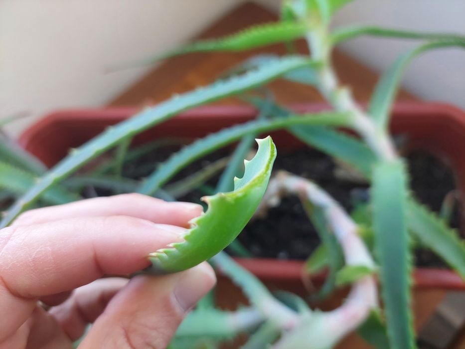 Алое Вера лечебно растение на 2 години