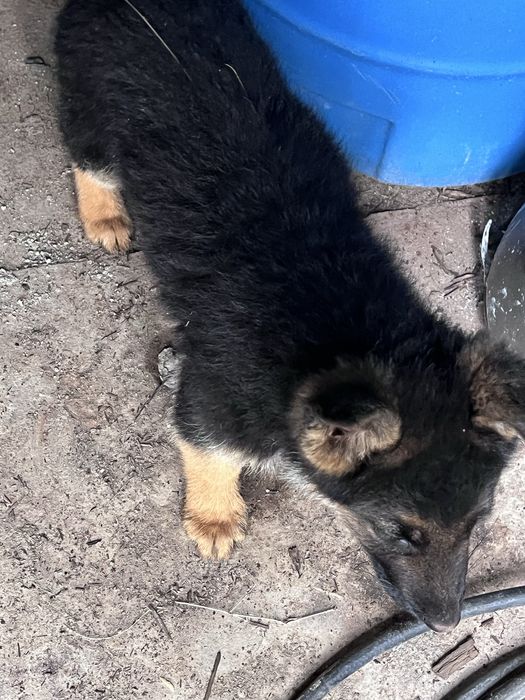 Немецски овчарка щенок