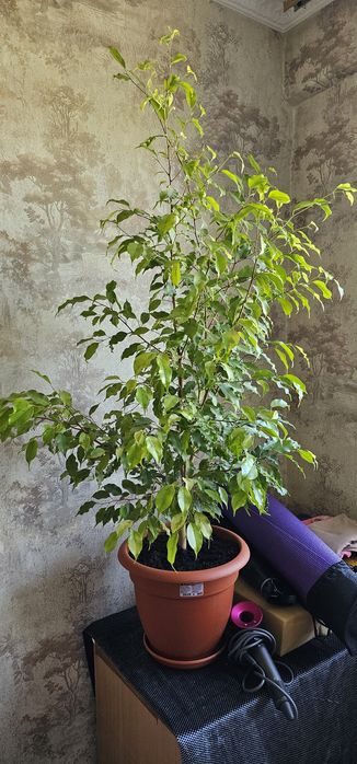 Продам домашние растения