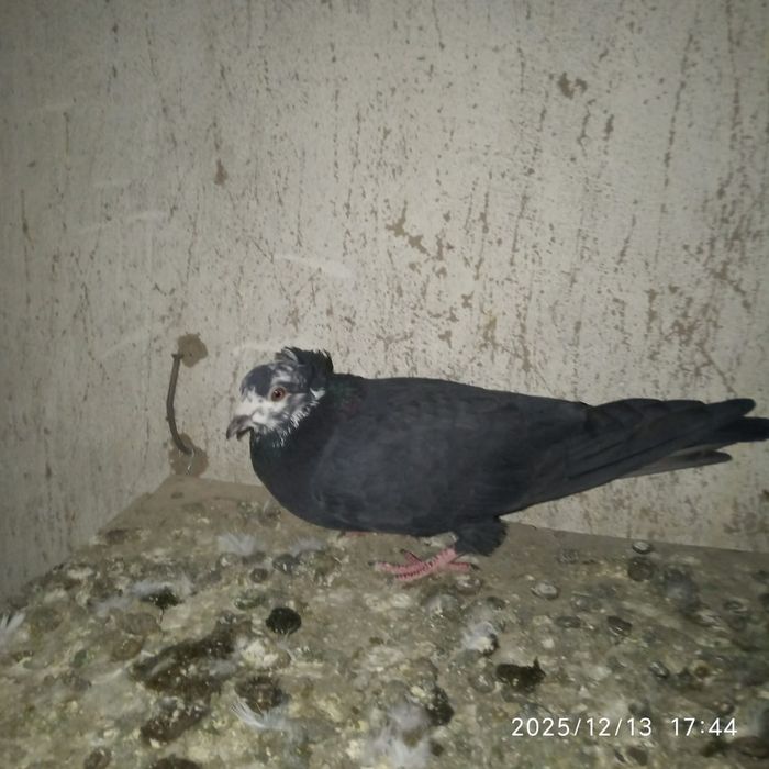 Голуби Иранцы чили продам