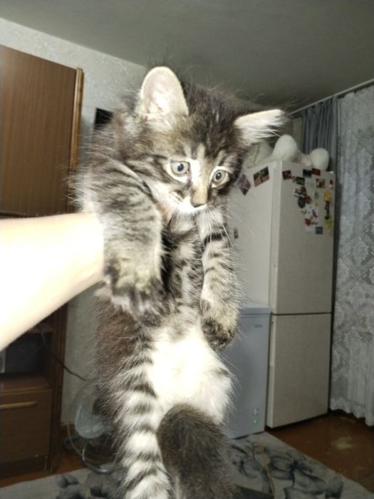 Отдам котёнка в добрые руки!
