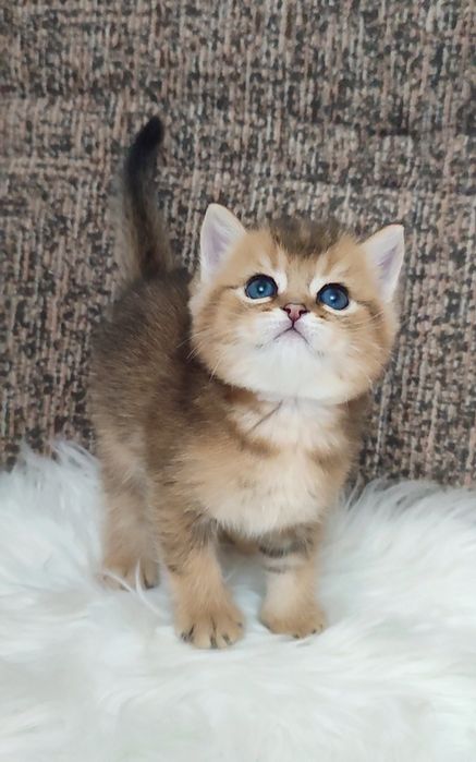 Золотая шиншилла мальчик