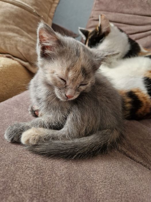 Отдадим даром котёнка