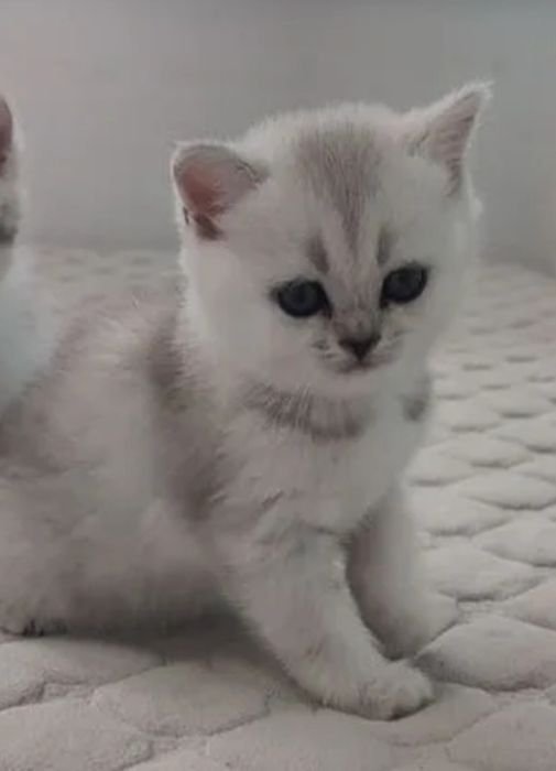 Серебристая шиншилла