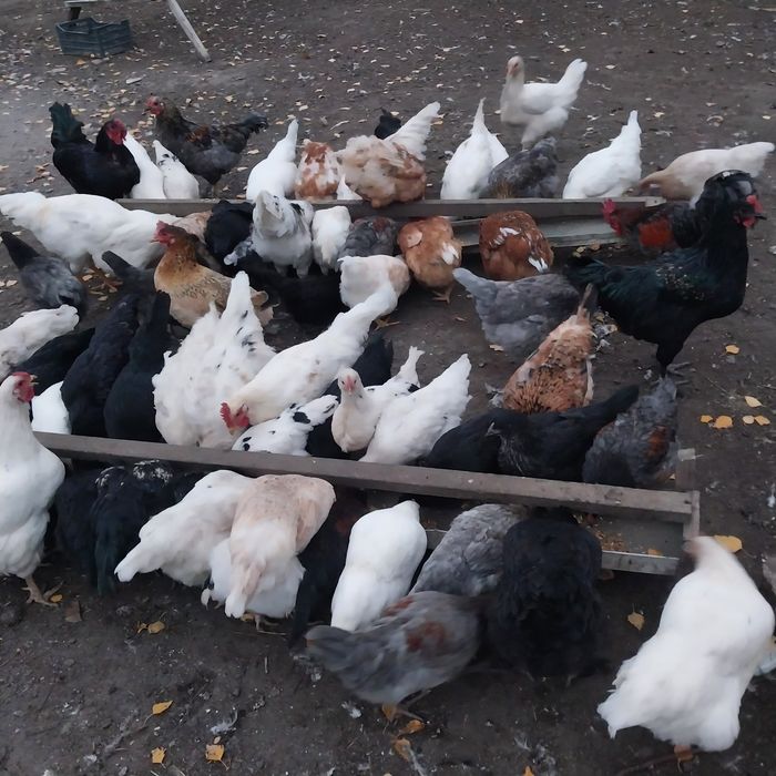 Продам молодых домашних кур.