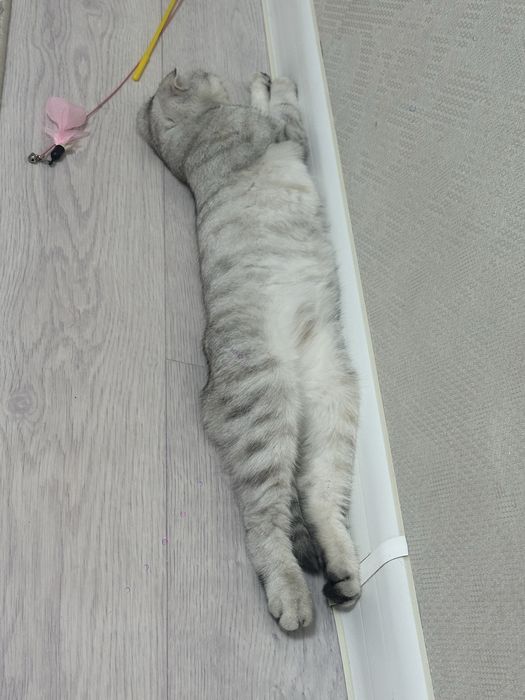 Отдам шотландская кошка