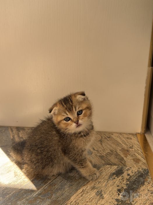 Породистые котята, продоються