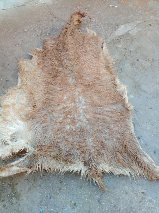 Кози кожи изсушени