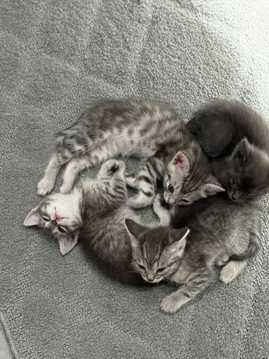 Котята в добрые руки