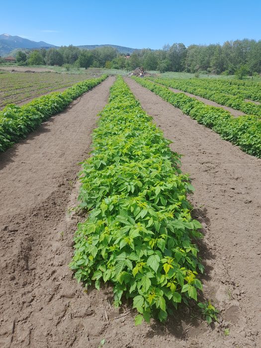 Продавам  Разсад  От Производител Ягоди  и  Малини