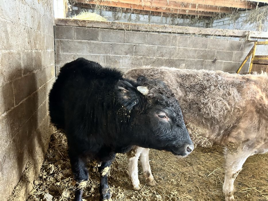 2 байланган бука сатылады