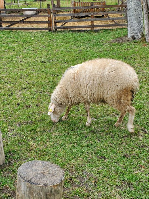 Vand oi cu miei dupa ele