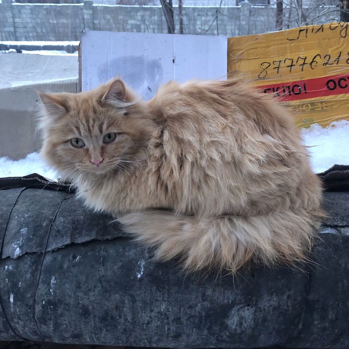 Животные . Кошки.