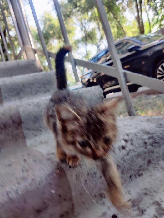 Котенка в добрые руки
