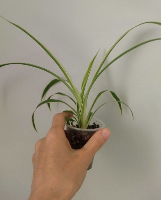 Хлорофитум Оушен , сингониум Т24