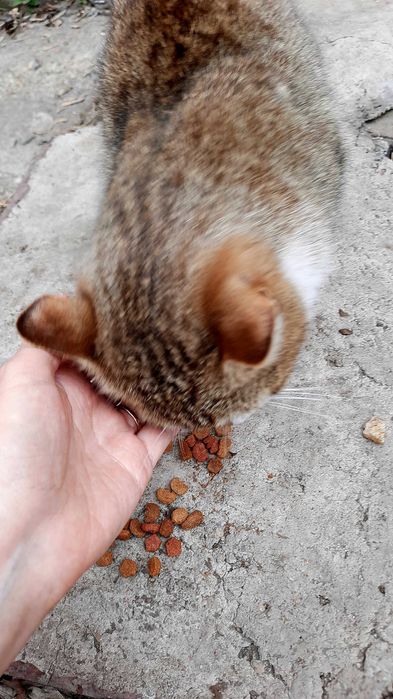 Очень милый, но очень несчастный котик ищет дом