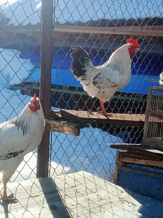 Продам молодых петушков