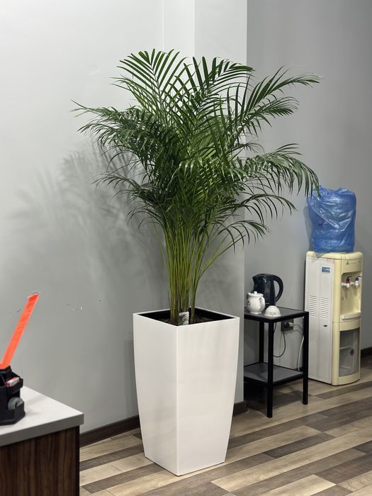 Офисные растения в горшках по самым низким ценам!