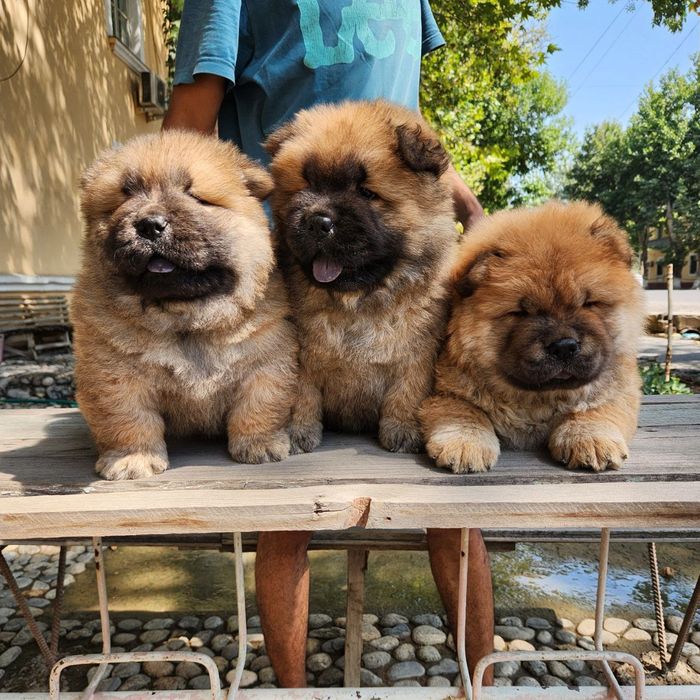 Продаются щенки Чау-чау.  Есть мальчик и девочки. Папа клубный