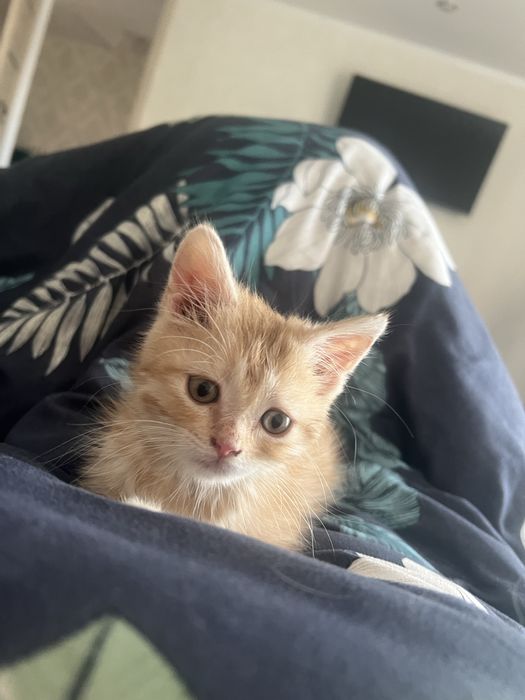 Продам котят остался мальчик