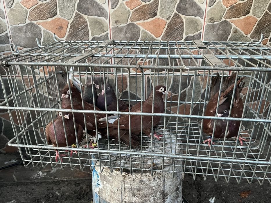 Porumbei santineti si jucatori de galati