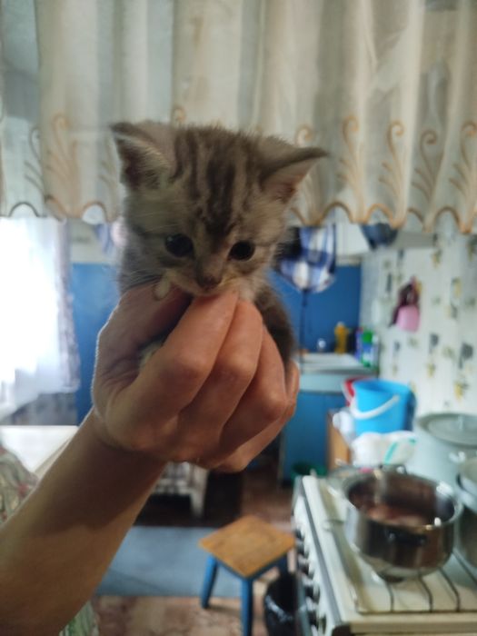 Отдам котят в добрые руки