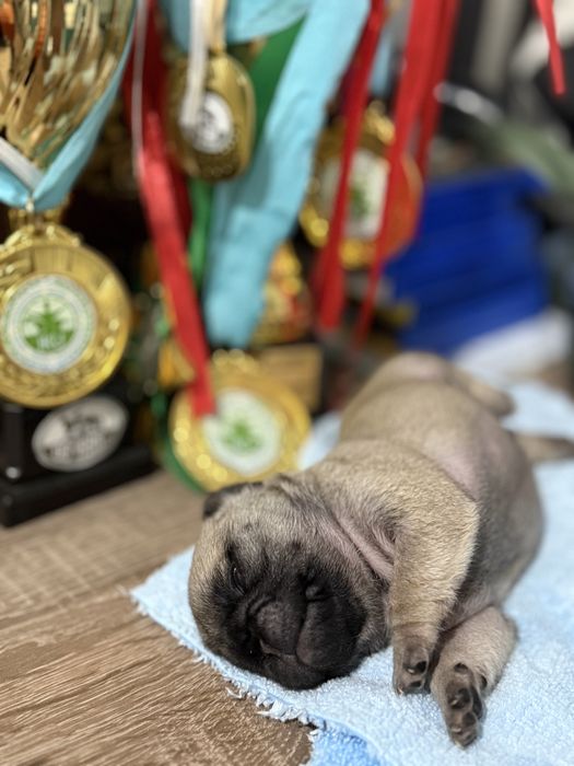 Щенки Мопса от Чемпионов !