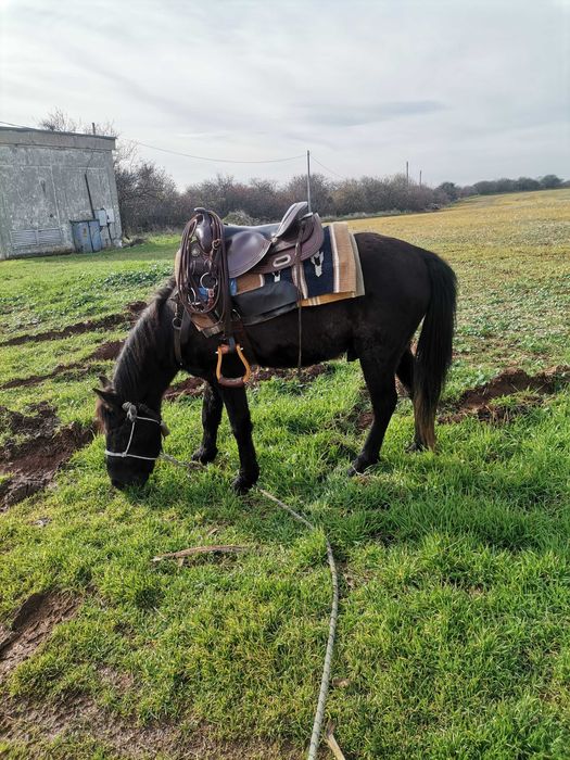 Продавам жребец 3год.