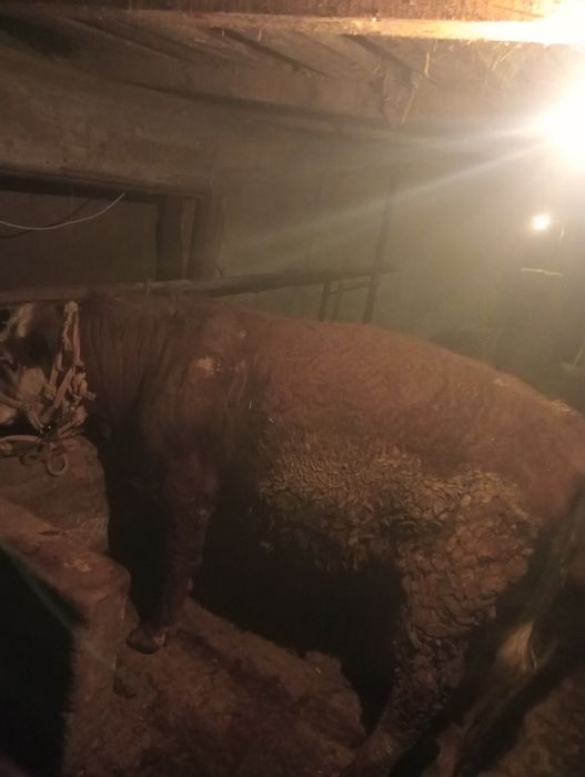 Продаю быка на откорме