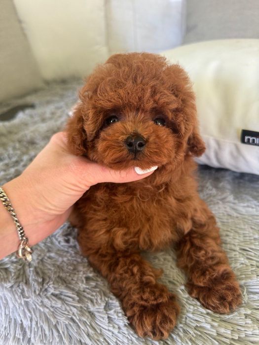 Той Пудел / Toy Poodle
