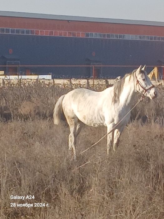 Айғыр мінуге арналған