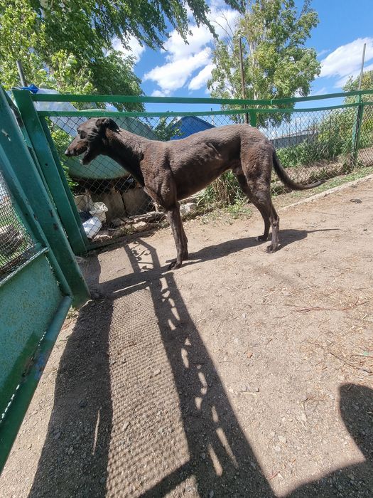 Продам щенят помесь грейхаунд с тазы