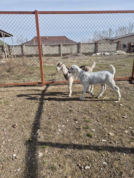 Козлята англонубийские.