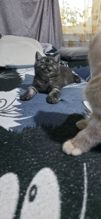Британские котята,  клубные,  готовы  резерву!
