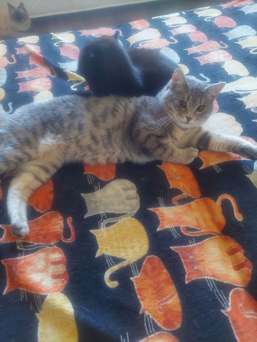 Срочно! Отдаем котят в добрые руки.