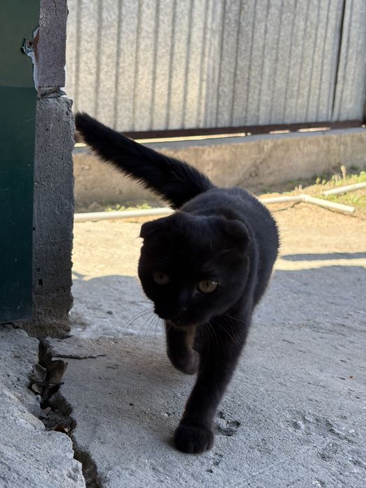 Отдам бесплатно вислоухий